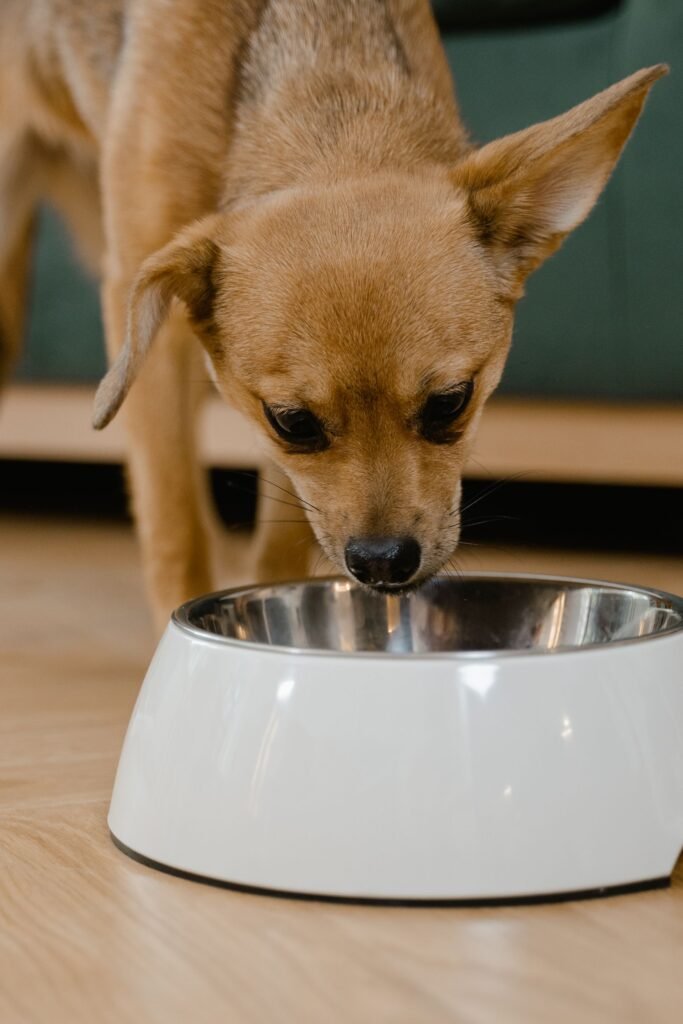 A puppy eating from a food bowl
